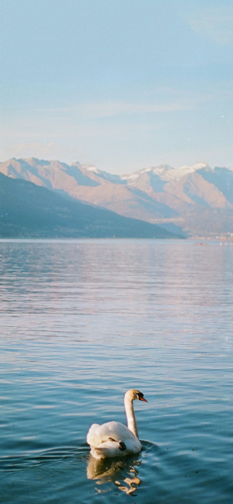 [2436×1125]天鹅 湖水 游水 山 苹果手机壁纸图片