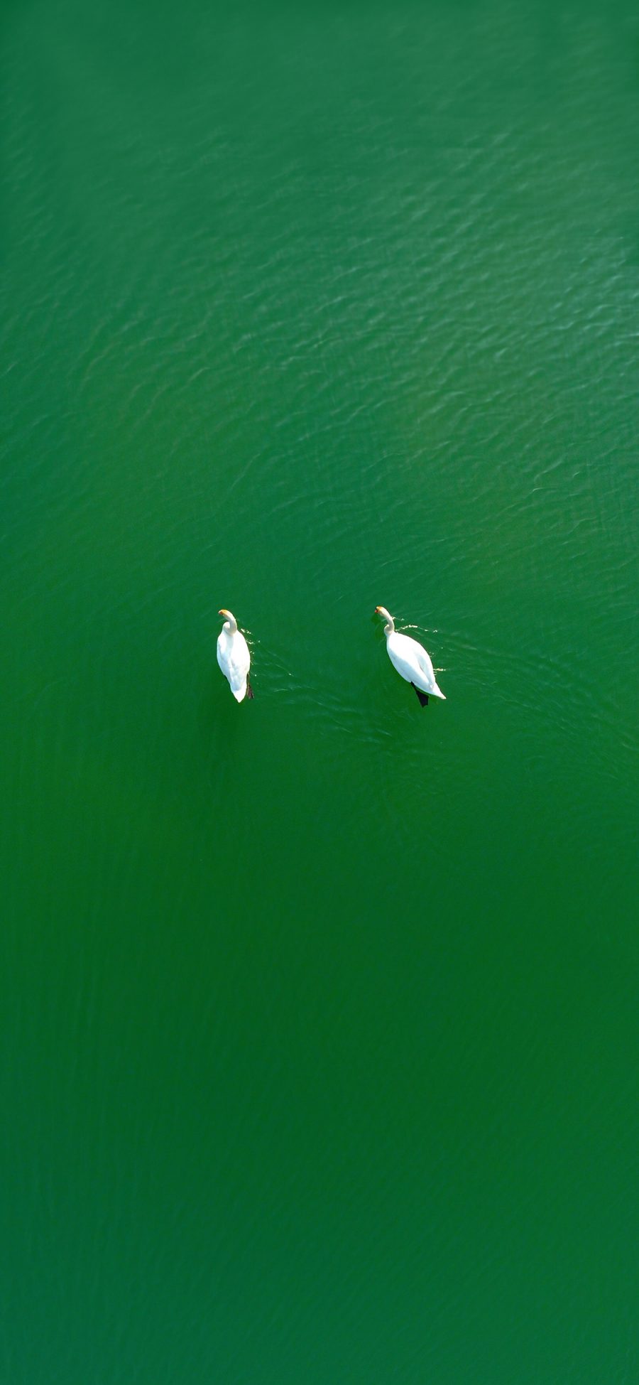 [2436×1125]天鹅 湖水 绿色 俯视 苹果手机壁纸图片