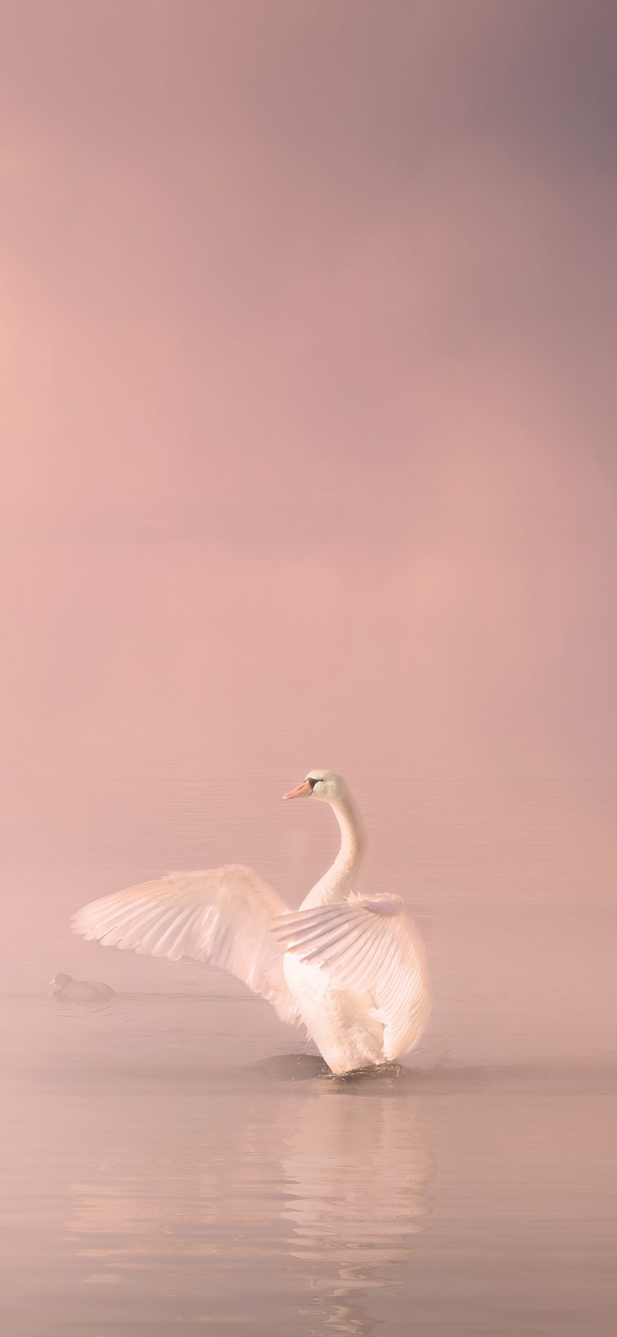 [2436×1125]天鹅 翅膀 湖水 粉色 美丽 苹果手机壁纸图片
