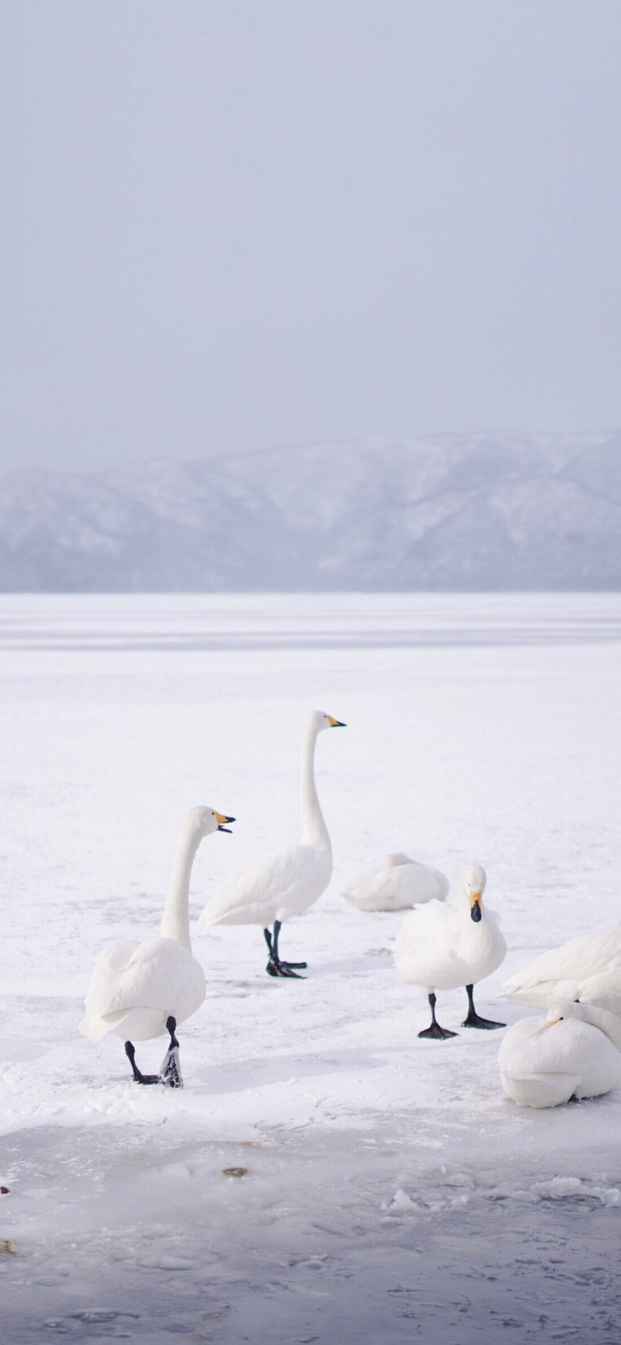 [2436×1125]天鹅 雪地 白色 冬季 苹果手机壁纸图片