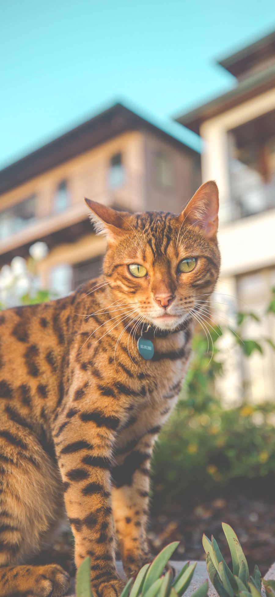 [2436×1125]孟加拉猫 项圈 猫咪 皮毛 宠物 苹果手机壁纸图片