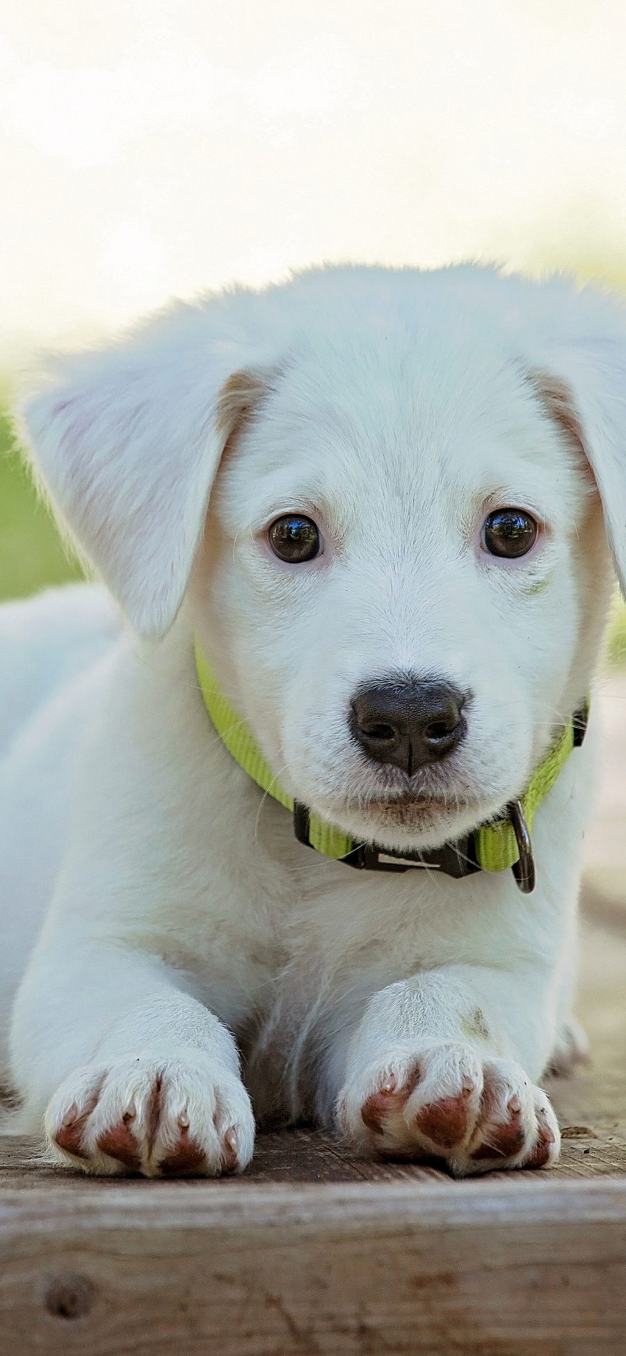 [2436×1125]宠物 动物 可爱 白 可爱的 狗宝宝 苹果手机壁纸图片