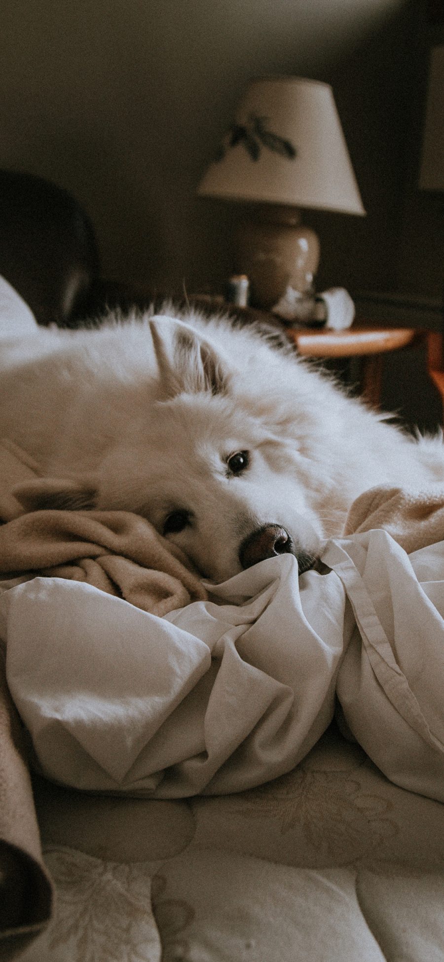 [2436×1125]宠物 卧床 犬类 狗 苹果手机壁纸图片