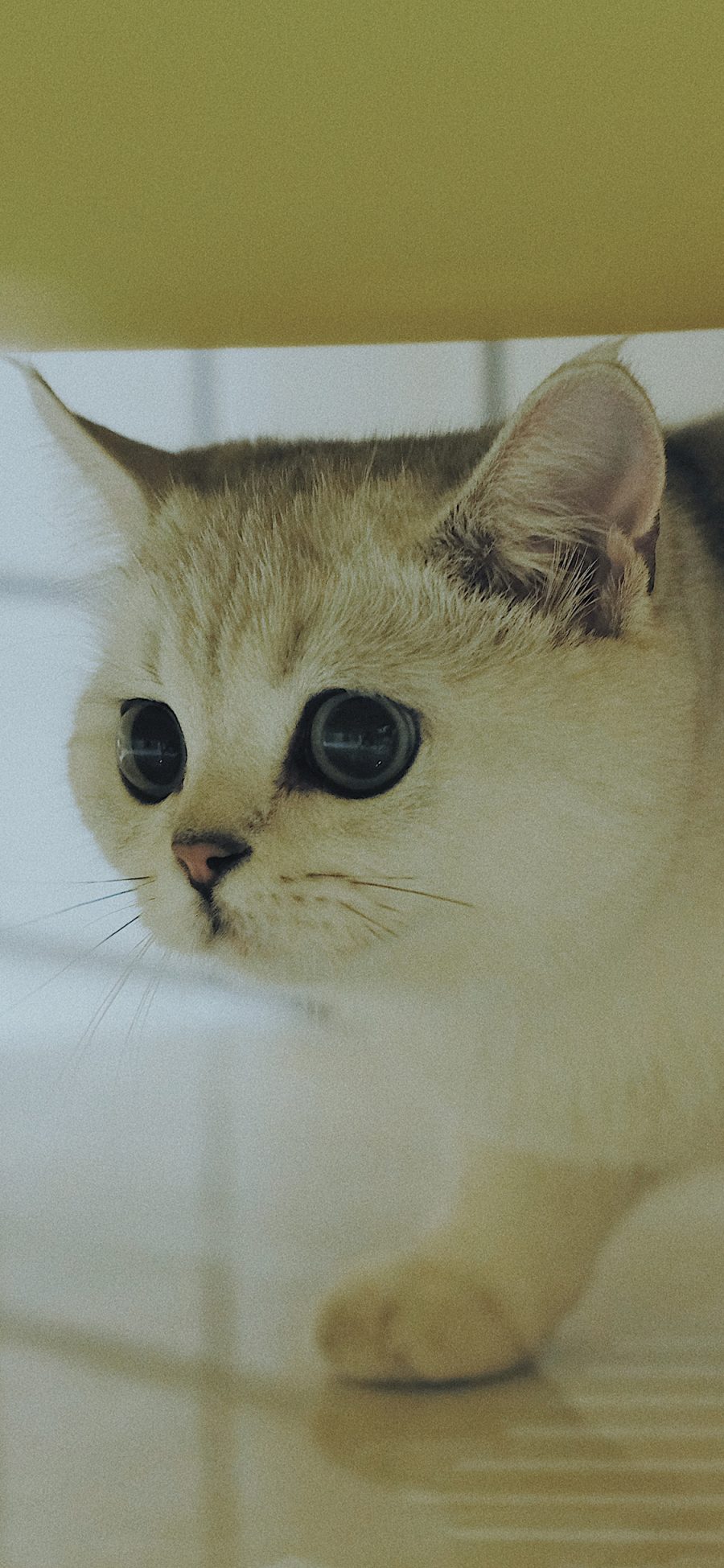 [2436×1125]宠物 喵星人 猫咪 可爱 大眼睛 苹果手机壁纸图片