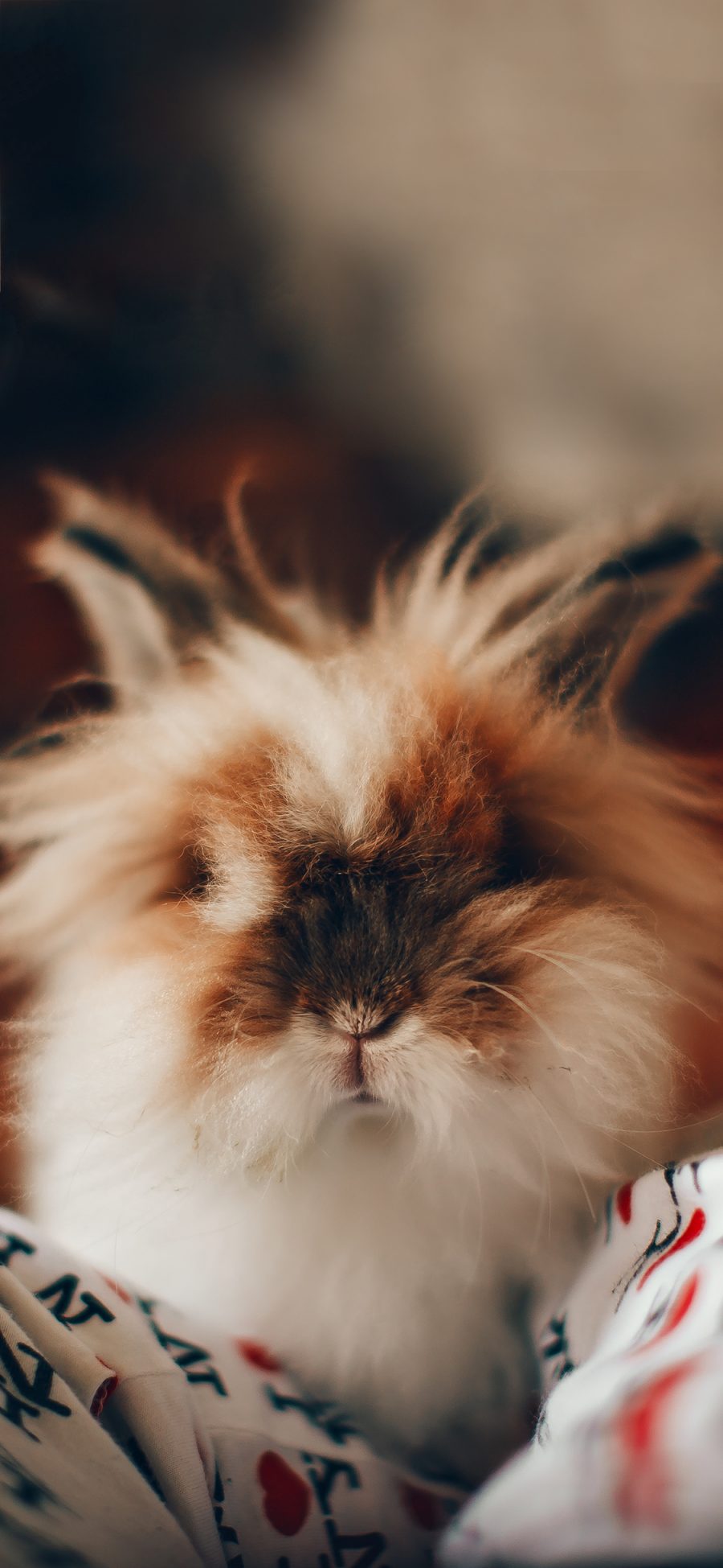 [2436×1125]宠物 小兔子 长毛兔 可爱 苹果手机壁纸图片