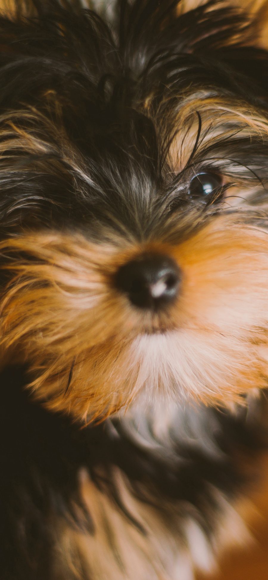 [2436×1125]宠物 小型犬 犬类  狗狗 苹果手机壁纸图片