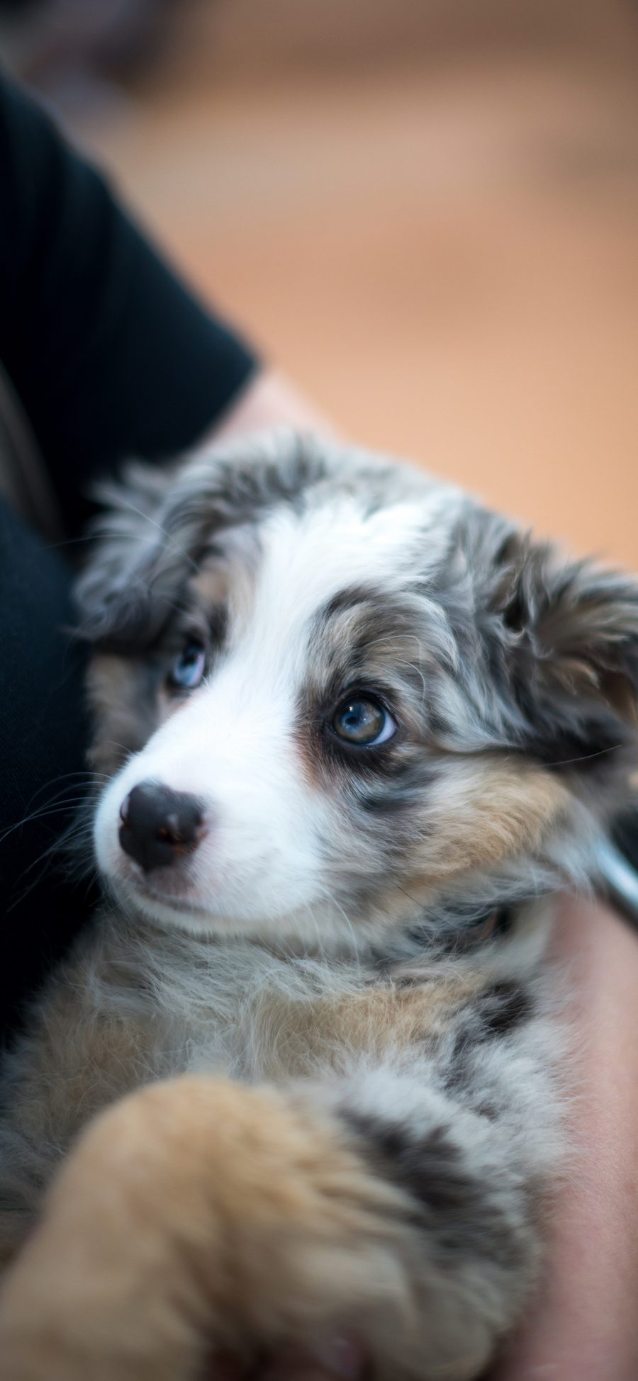 [2436×1125]宠物 怀抱 小狗 犬类 花色 苹果手机壁纸图片