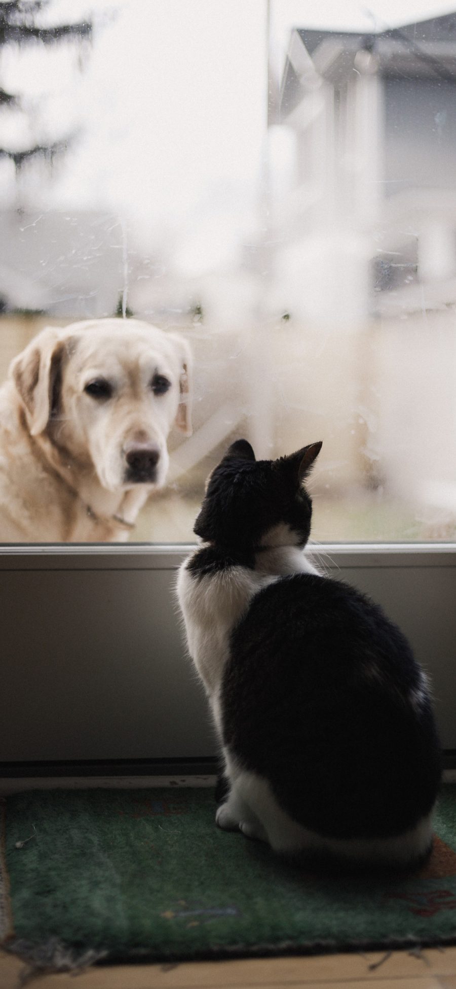 [2436×1125]宠物 拉布拉多犬 猫咪 苹果手机壁纸图片