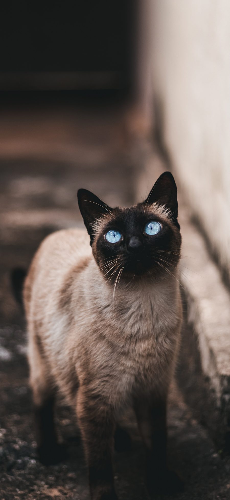 [2436×1125]宠物 暹罗猫 猫咪 眼眸 苹果手机壁纸图片