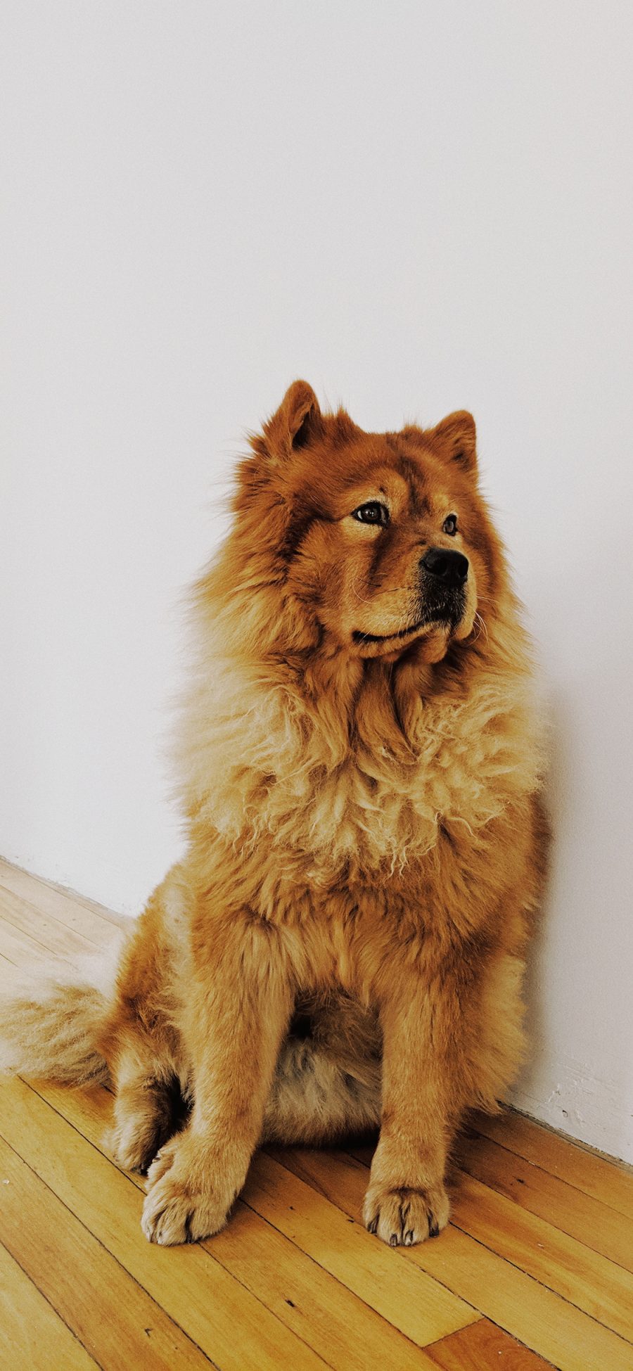 [2436×1125]宠物 松狮犬 鬃毛 皮毛 浓密 狗 苹果手机壁纸图片