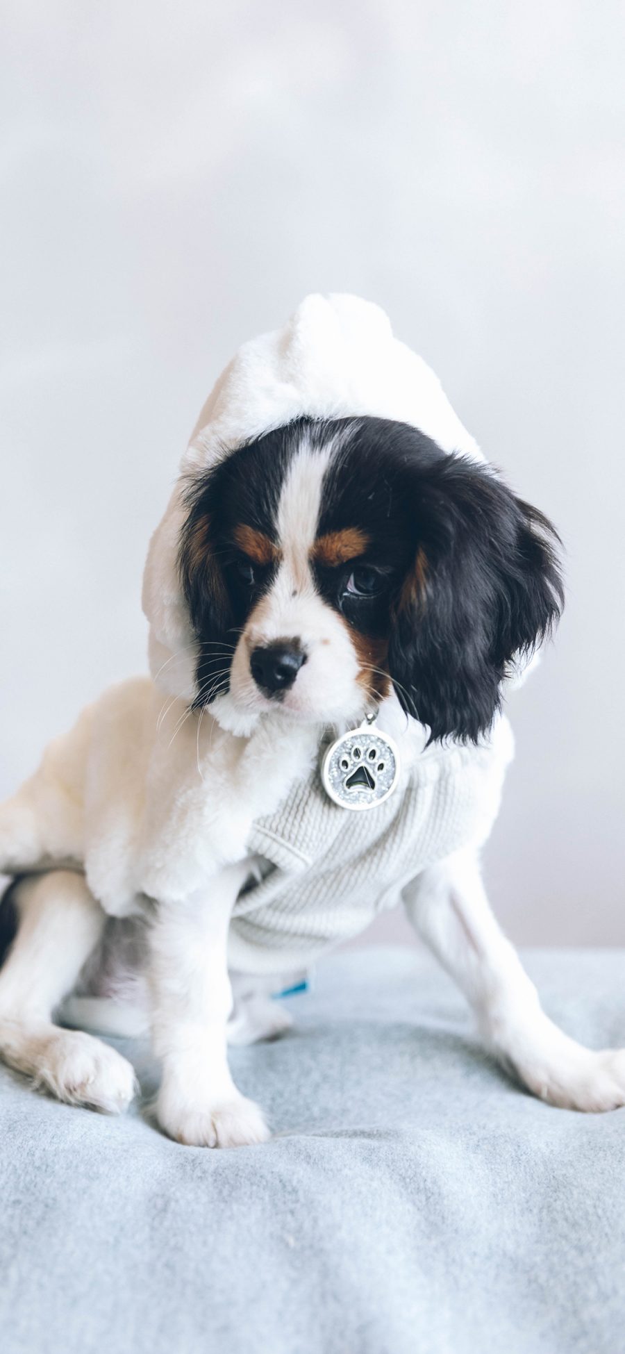 [2436×1125]宠物 查理士王小猎犬 衣服 狗 苹果手机壁纸图片