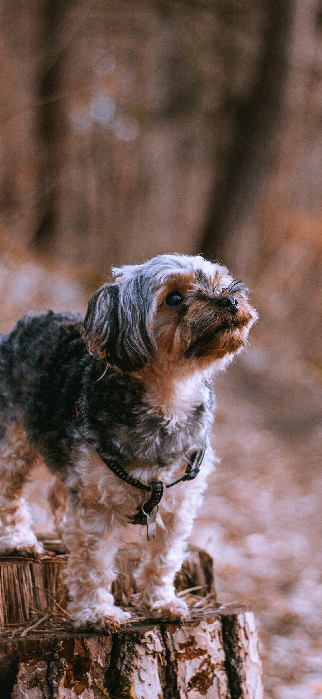 [2436×1125]宠物 树桩 野外 项圈 苹果手机壁纸图片