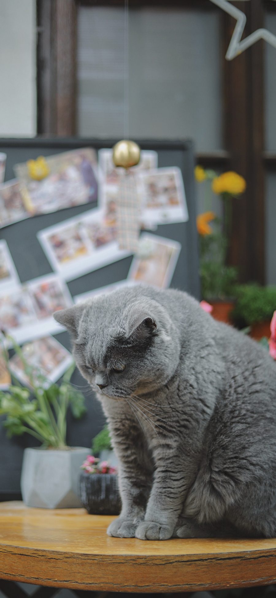 [2436×1125]宠物 毛默 灰猫 肥猫 苹果手机壁纸图片