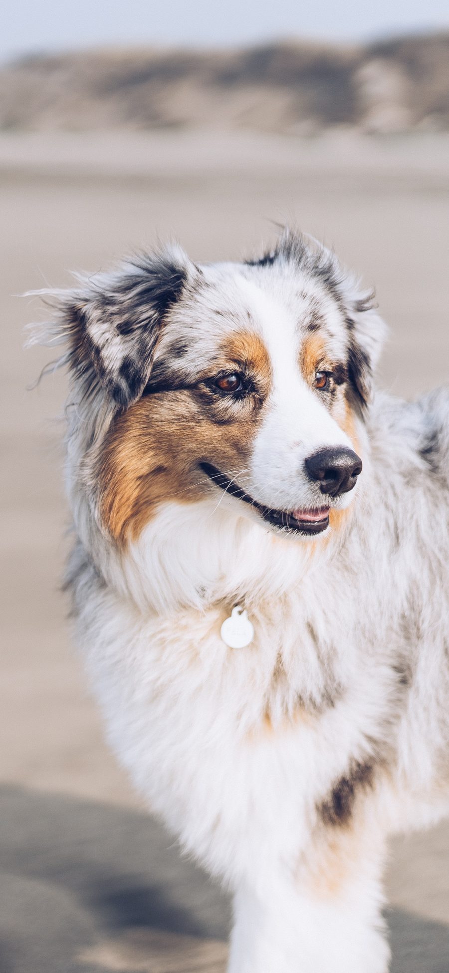 [2436×1125]宠物 牧羊犬 狗牌 户外 苹果手机壁纸图片