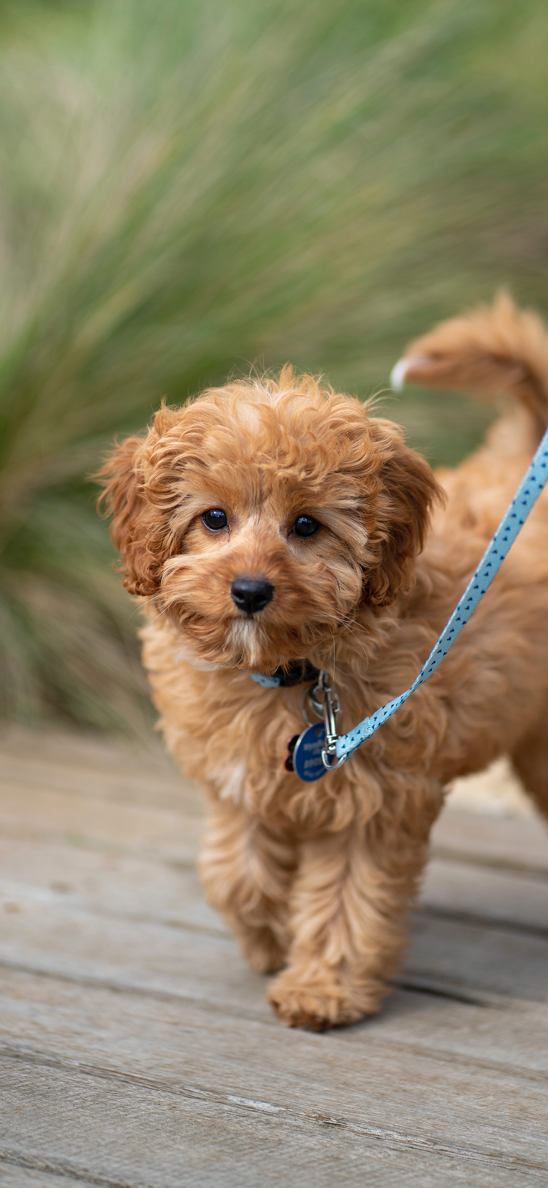 [2436×1125]宠物 牵绳 泰迪 小狗 苹果手机壁纸图片