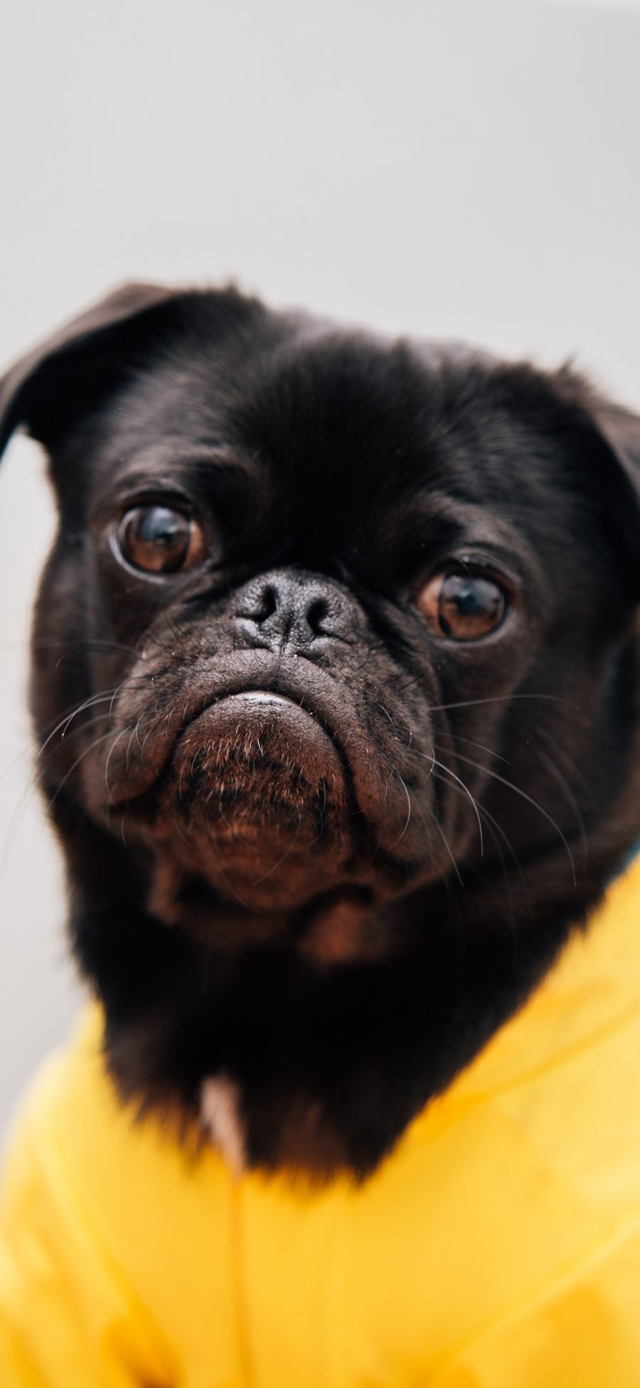 [2436×1125]宠物 犬类 大眼 黄衣 巴哥 苹果手机壁纸图片