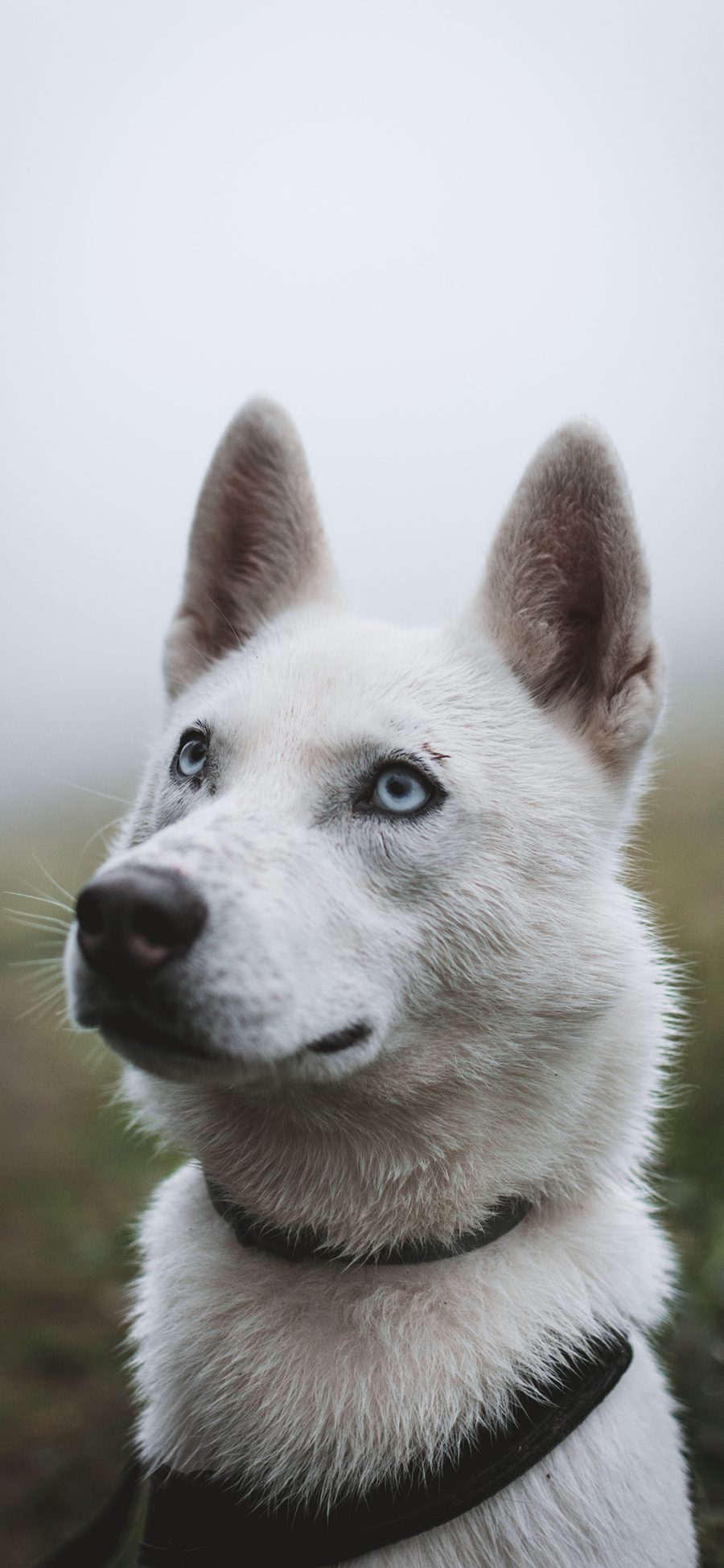 [2436×1125]宠物 犬类 狗 户外 苹果手机壁纸图片