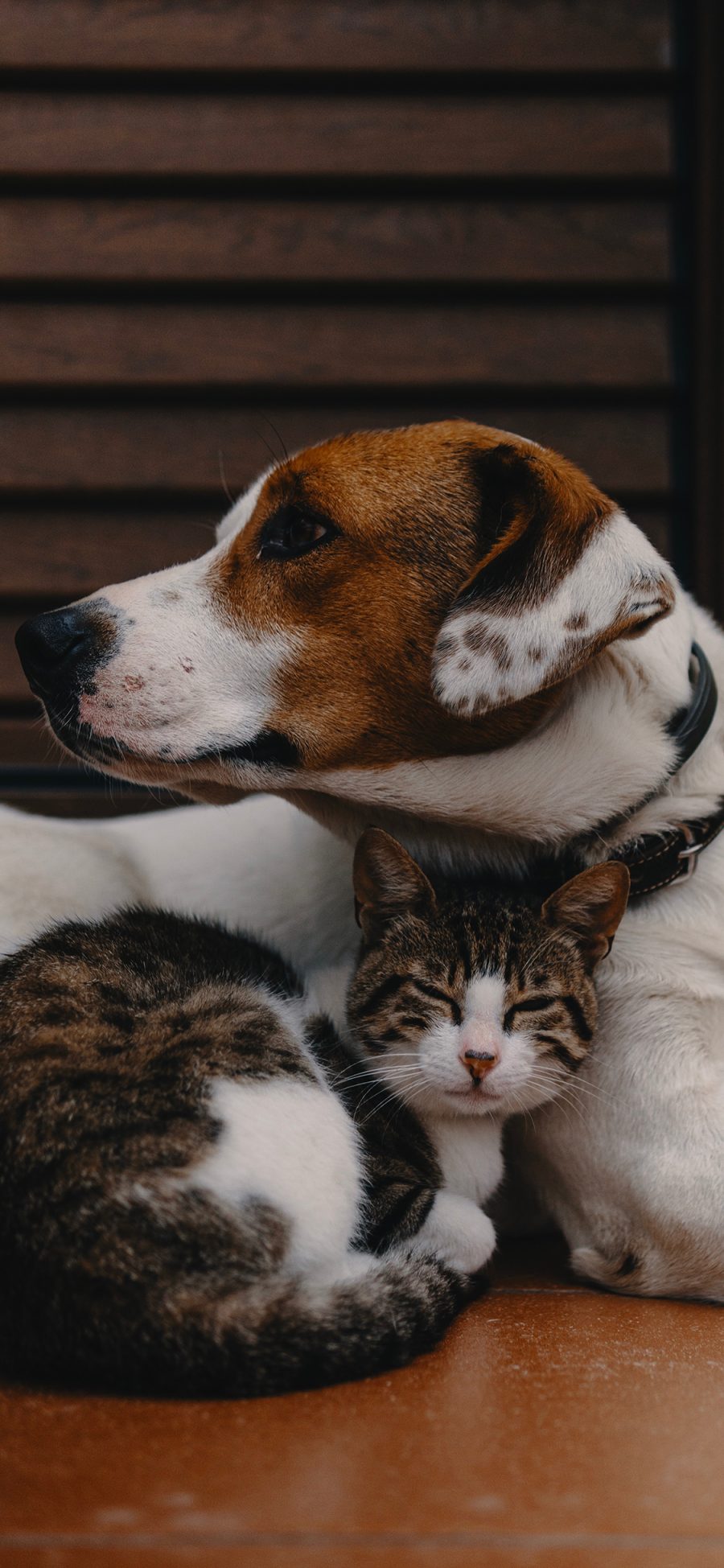 [2436×1125]宠物 狗  猫咪 饲养 苹果手机壁纸图片