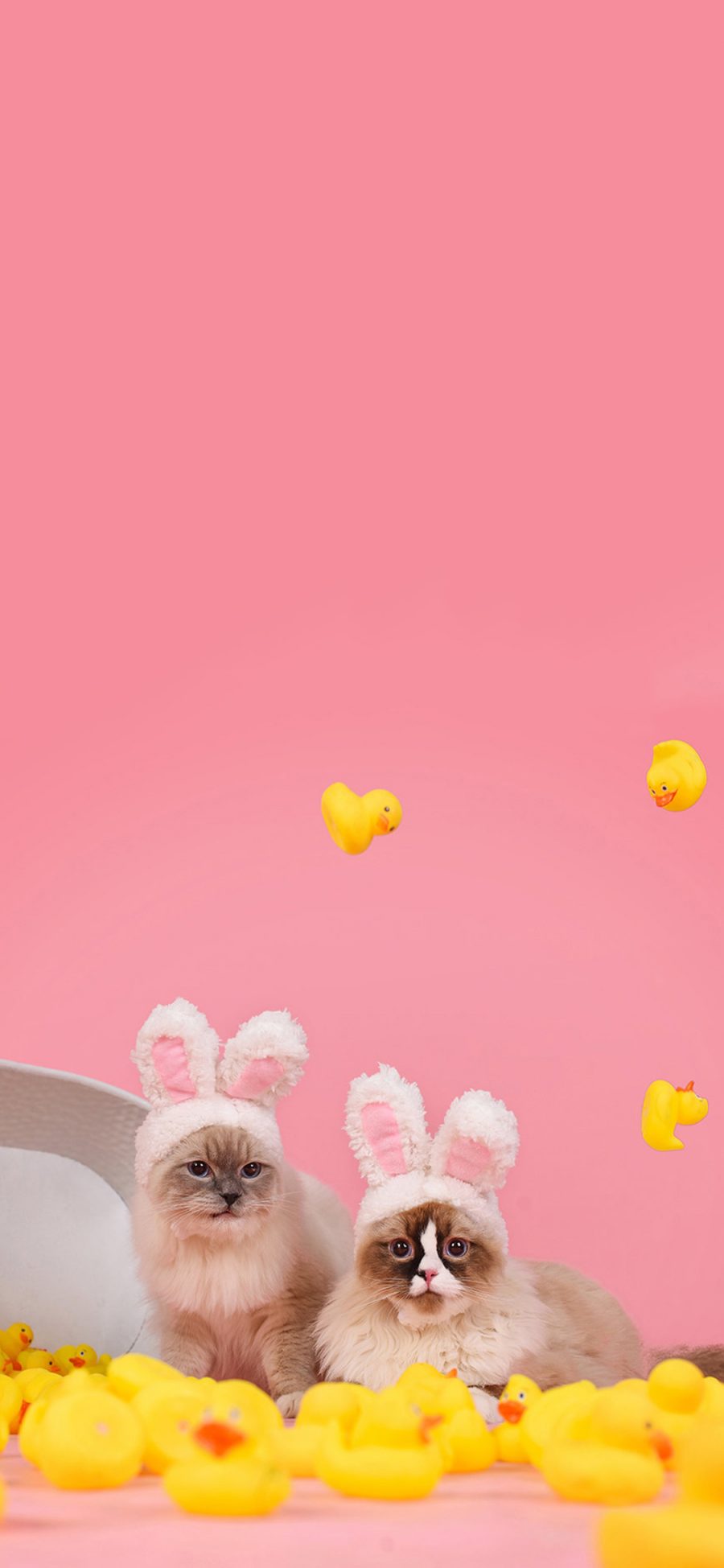 [2436×1125]宠物 猫咪 兔耳朵 小黄鸭 苹果手机壁纸图片