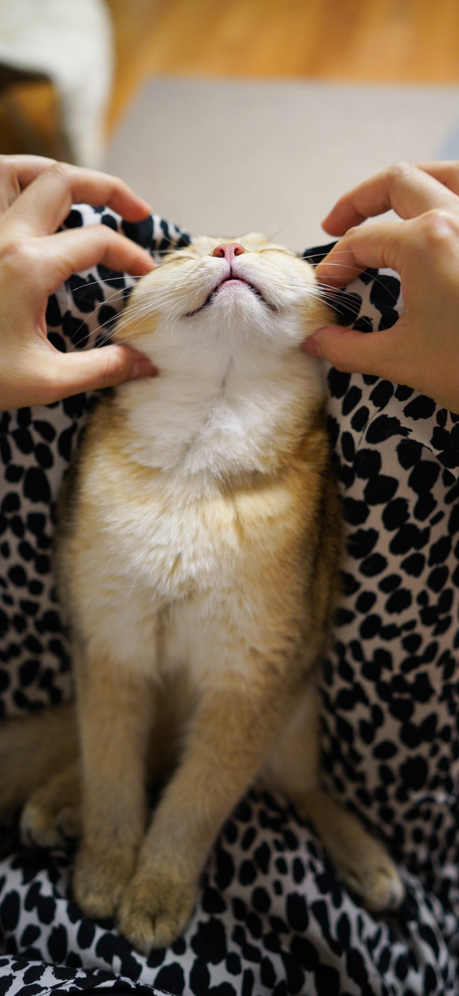 [2436×1125]宠物 猫咪 可爱 捏脸 苹果手机壁纸图片