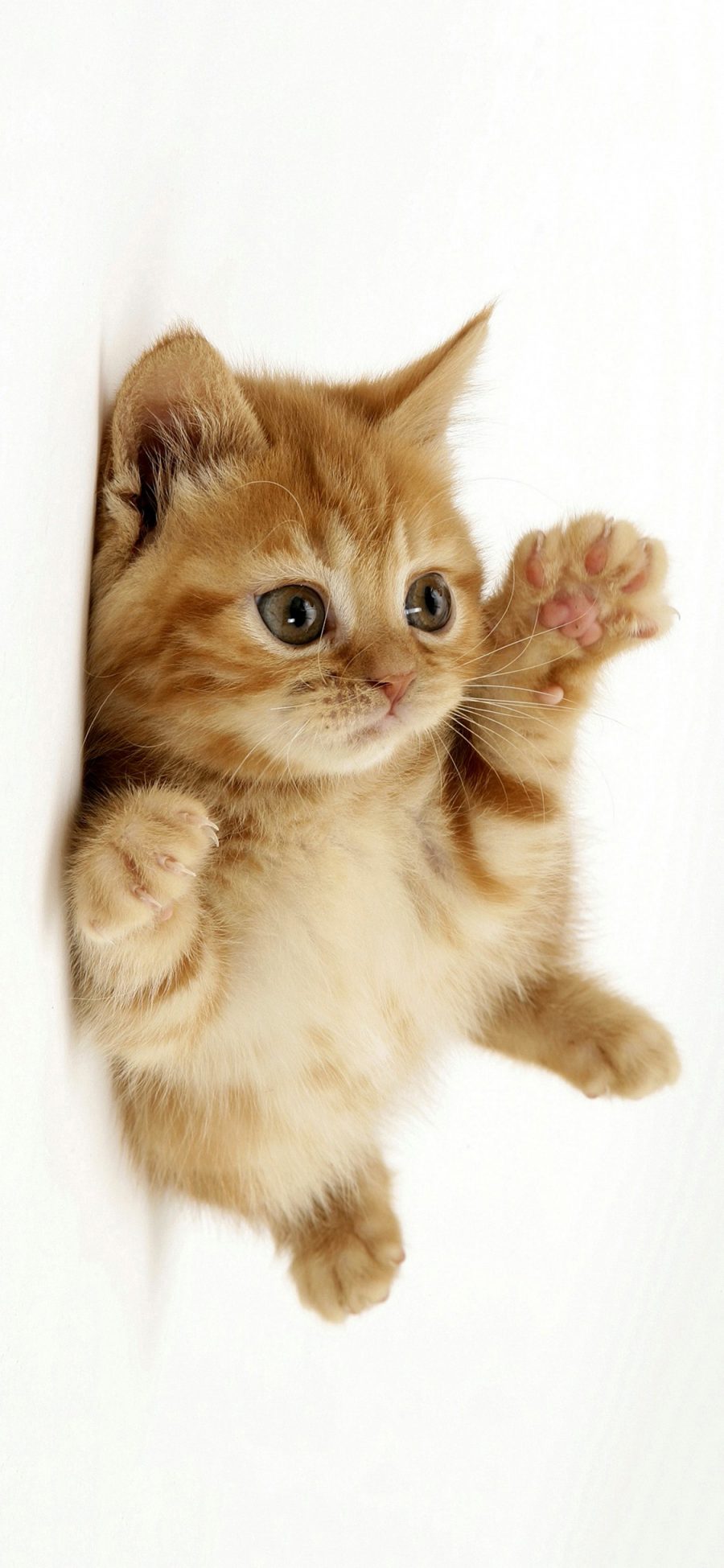 [2436×1125]宠物 猫咪 可爱 橘色 苹果手机壁纸图片
