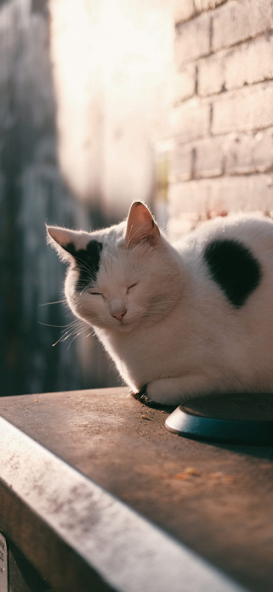 [2436×1125]宠物 猫咪 喵星人  睡觉 苹果手机壁纸图片