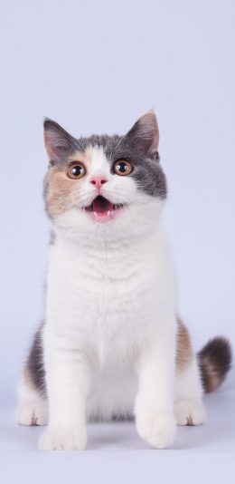 [2436x1125]宠物 猫咪 喵星人 可爱 苹果手机壁纸图片