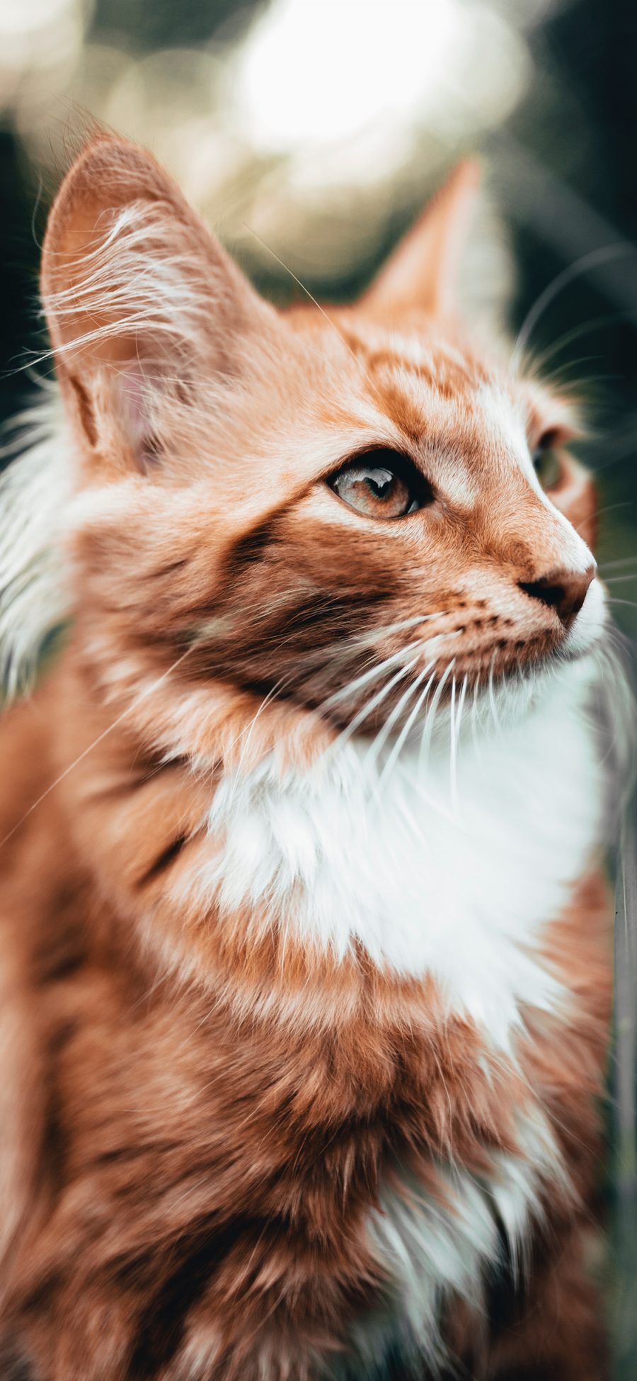 [2436×1125]宠物 猫咪 喵星人 可爱 橘色 苹果手机壁纸图片