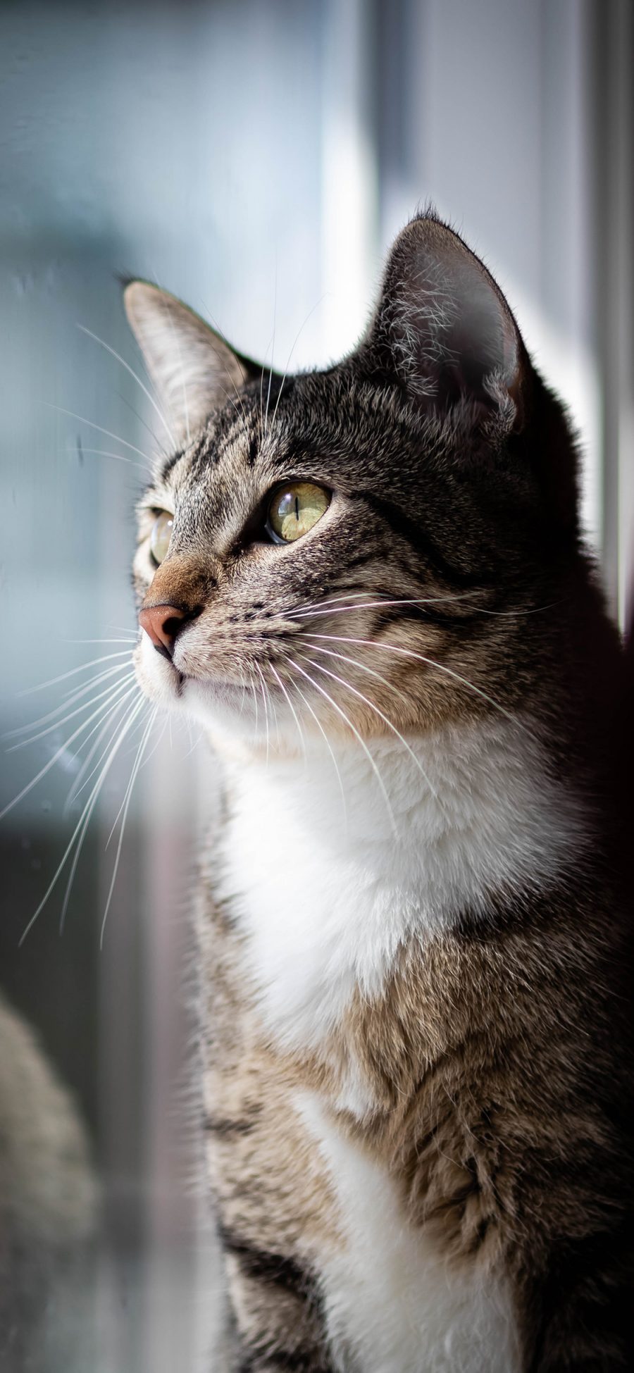 [2436×1125]宠物 猫咪 喵星人 可爱 胡须 苹果手机壁纸图片