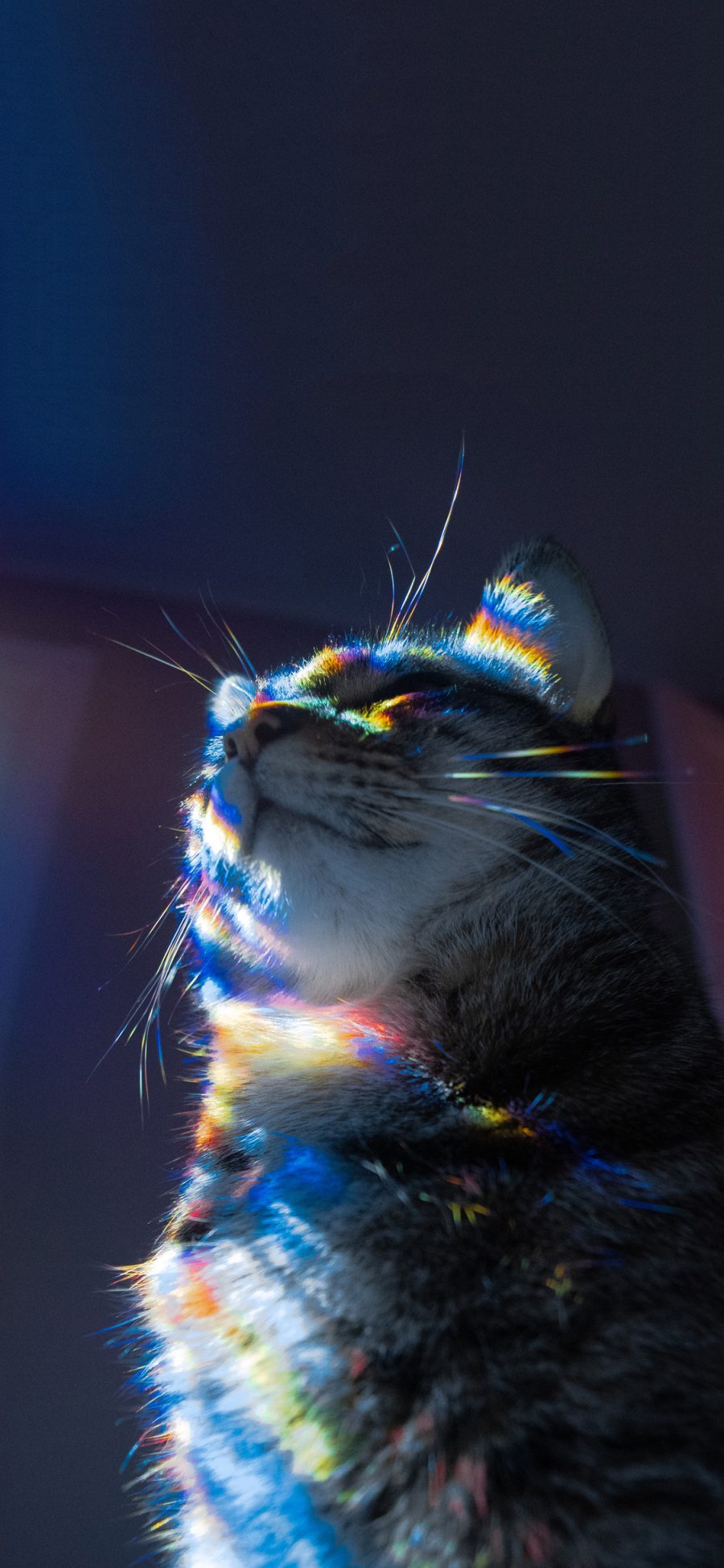 [2436×1125]宠物 猫咪 喵星人 彩虹光 苹果手机壁纸图片