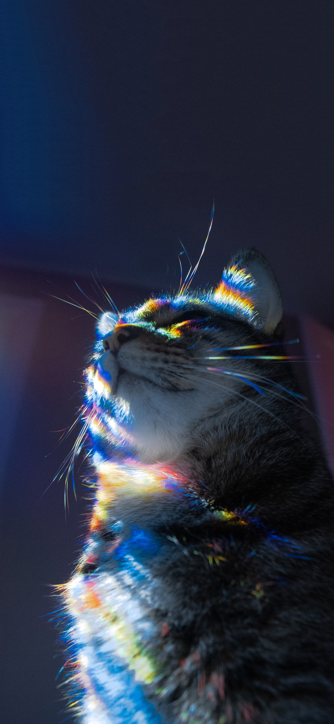 [2436×1125]宠物 猫咪 喵星人 彩虹光 苹果手机壁纸图片