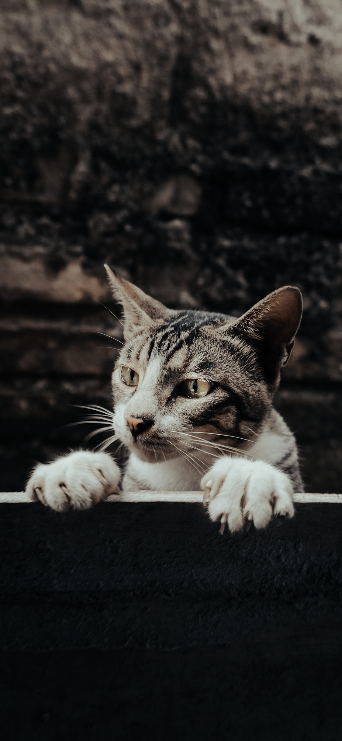 [2436×1125]宠物 猫咪 喵星人 爪子 苹果手机壁纸图片