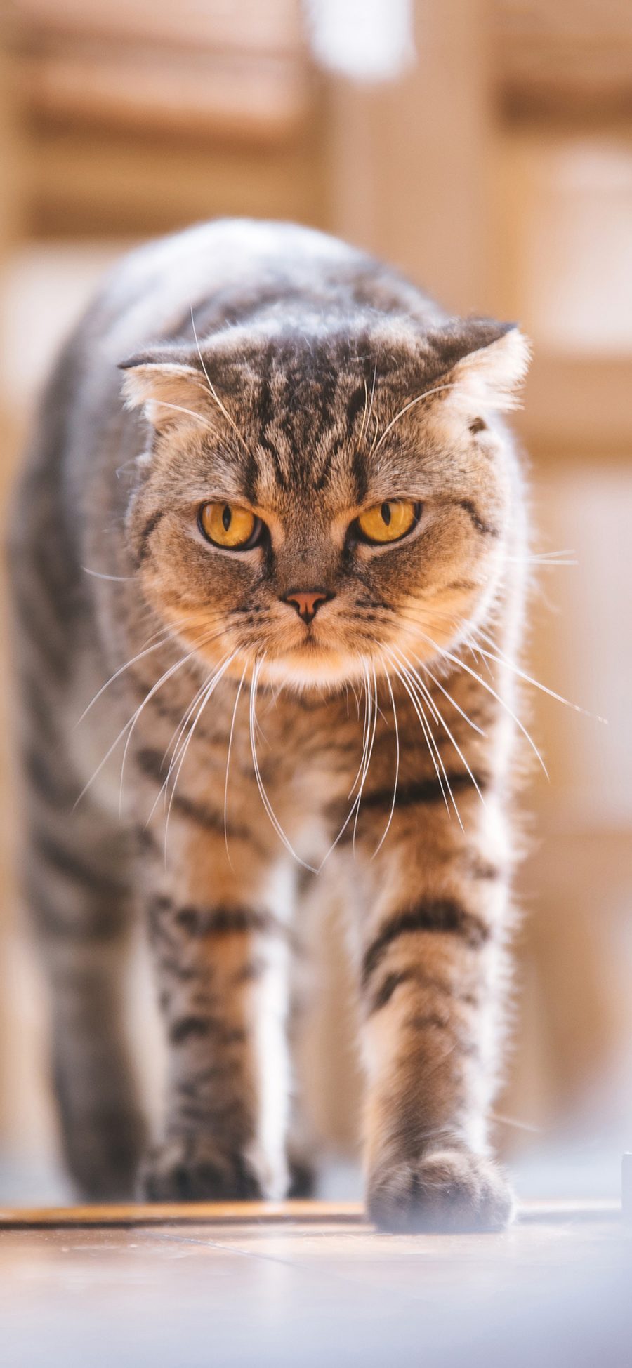 [2436×1125]宠物 猫咪 喵星人 花猫（取自站酷网：克查） 苹果手机壁纸图片