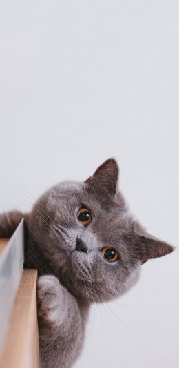 [2436x1125]宠物 猫咪 喵星人 英短 苹果手机壁纸图片