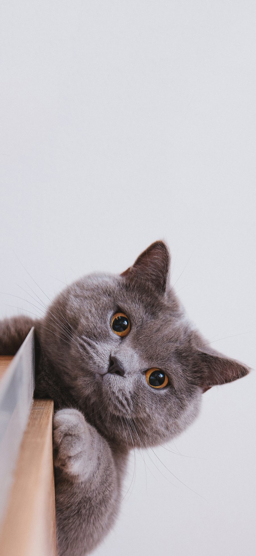 [2436×1125]宠物 猫咪 喵星人 英短 苹果手机壁纸图片