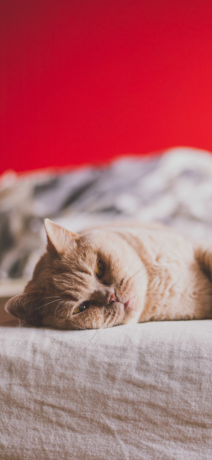 [2436×1125]宠物 猫咪 喵星人 躺着 苹果手机壁纸图片