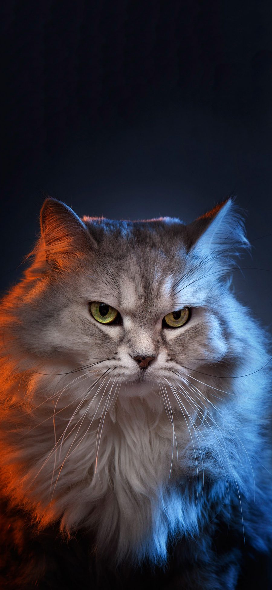 [2436×1125]宠物 猫咪 喵星人 霸气 苹果手机壁纸图片