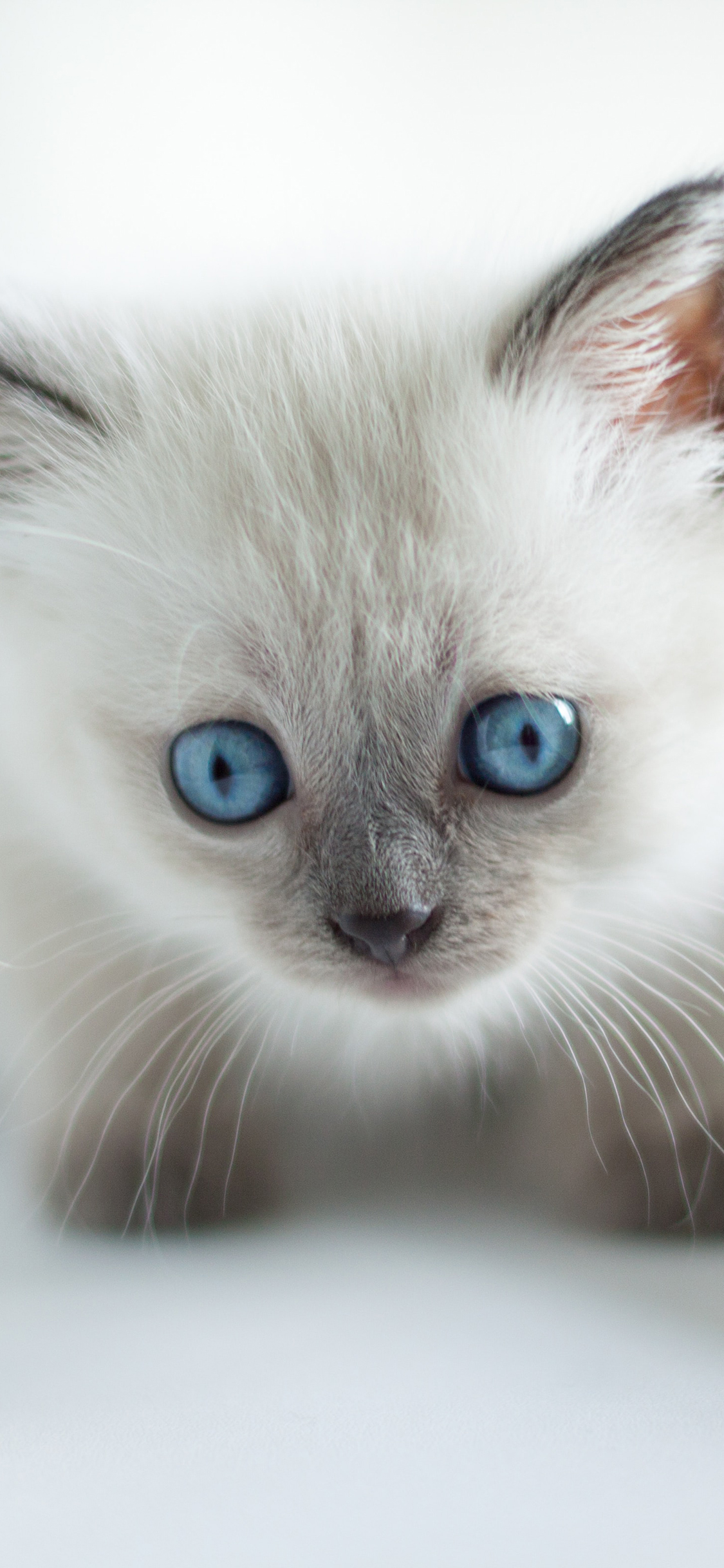 [2436×1125]宠物 猫咪 小奶猫 可爱 苹果手机壁纸图片