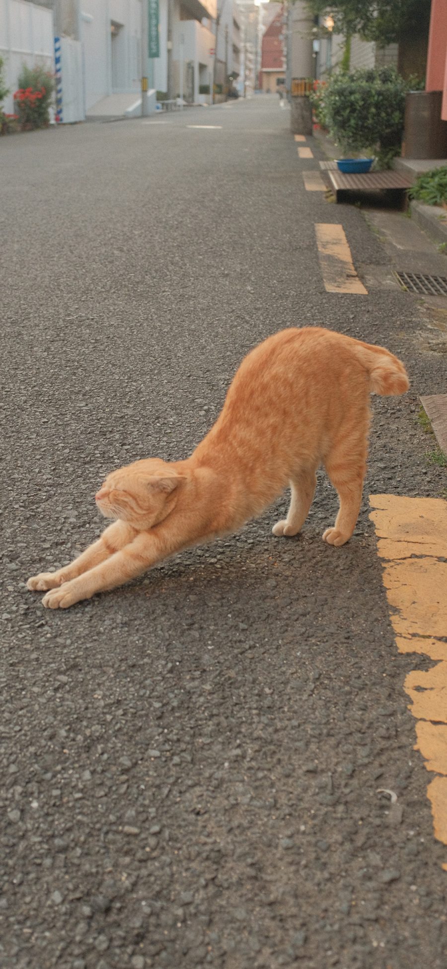 [2436×1125]宠物 猫咪 橘猫 伸懒腰 苹果手机壁纸图片