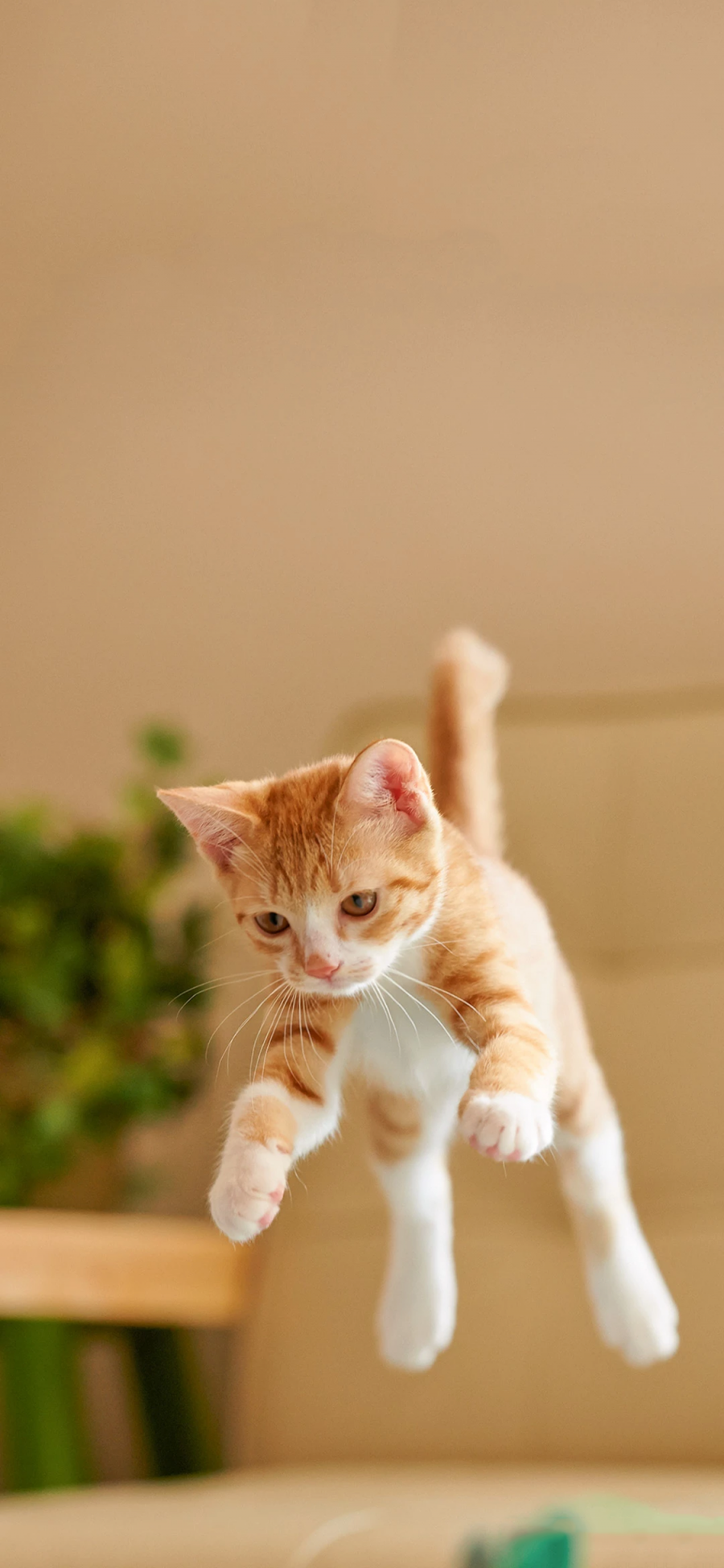 [2436×1125]宠物 猫咪 橘猫 幼崽 苹果手机壁纸图片