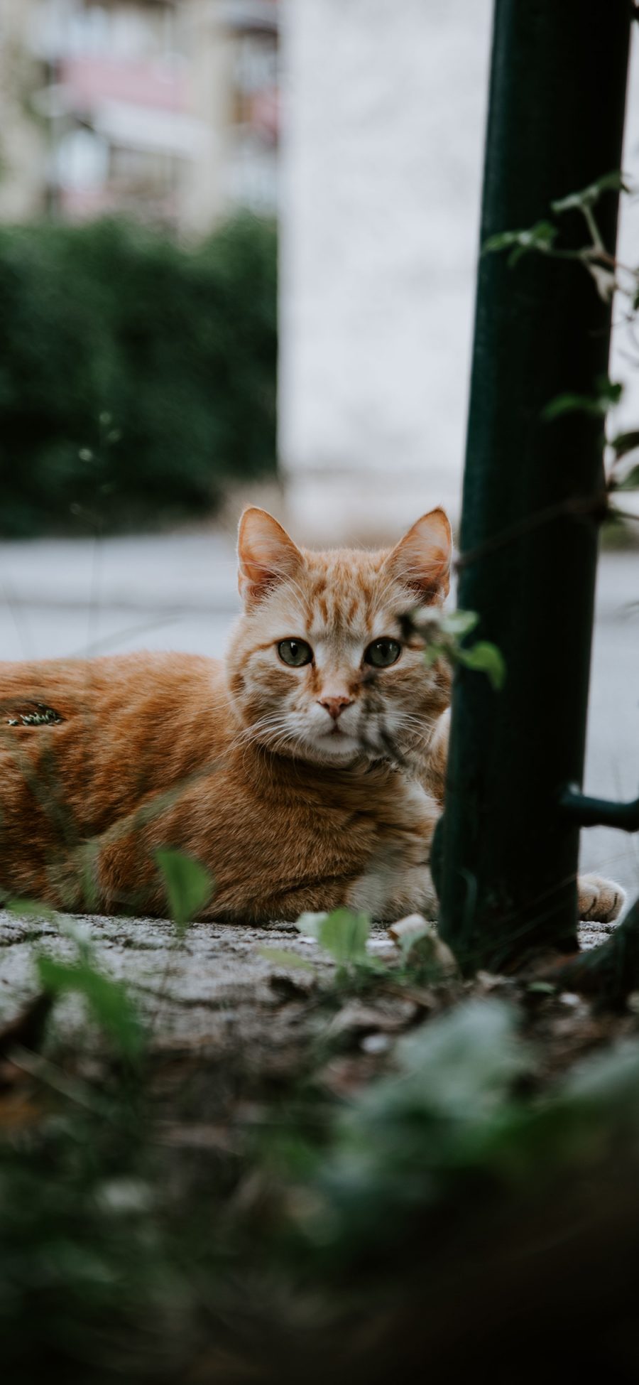 [2436×1125]宠物 猫咪 橘猫 枝叶 苹果手机壁纸图片