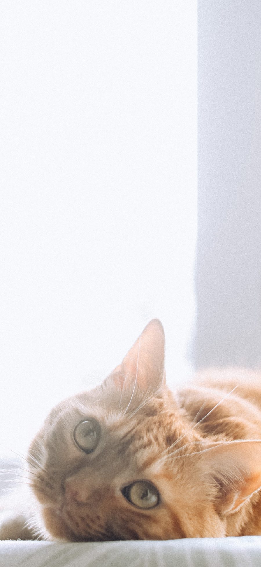 [2436×1125]宠物 猫咪 橘猫 睡觉 苹果手机壁纸图片