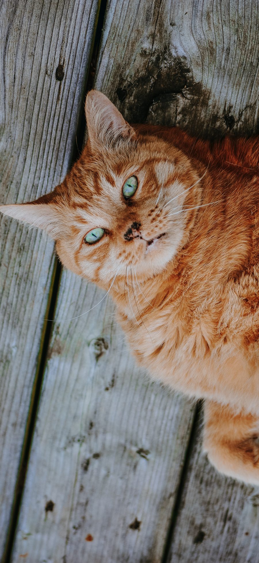 [2436×1125]宠物 猫咪 橘猫 肥猫 躺着 呆萌 苹果手机壁纸图片