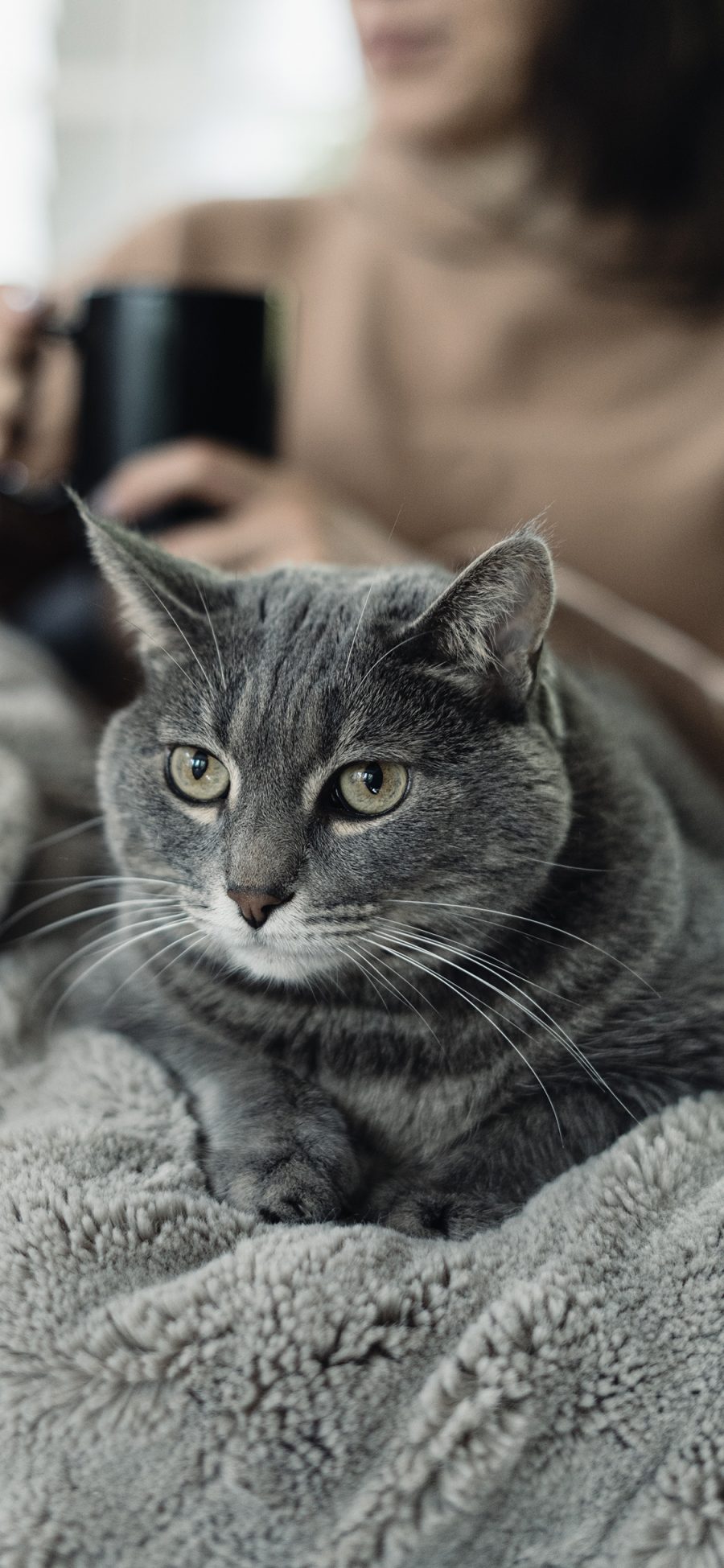 [2436×1125]宠物 猫咪 灰色 胡须 苹果手机壁纸图片