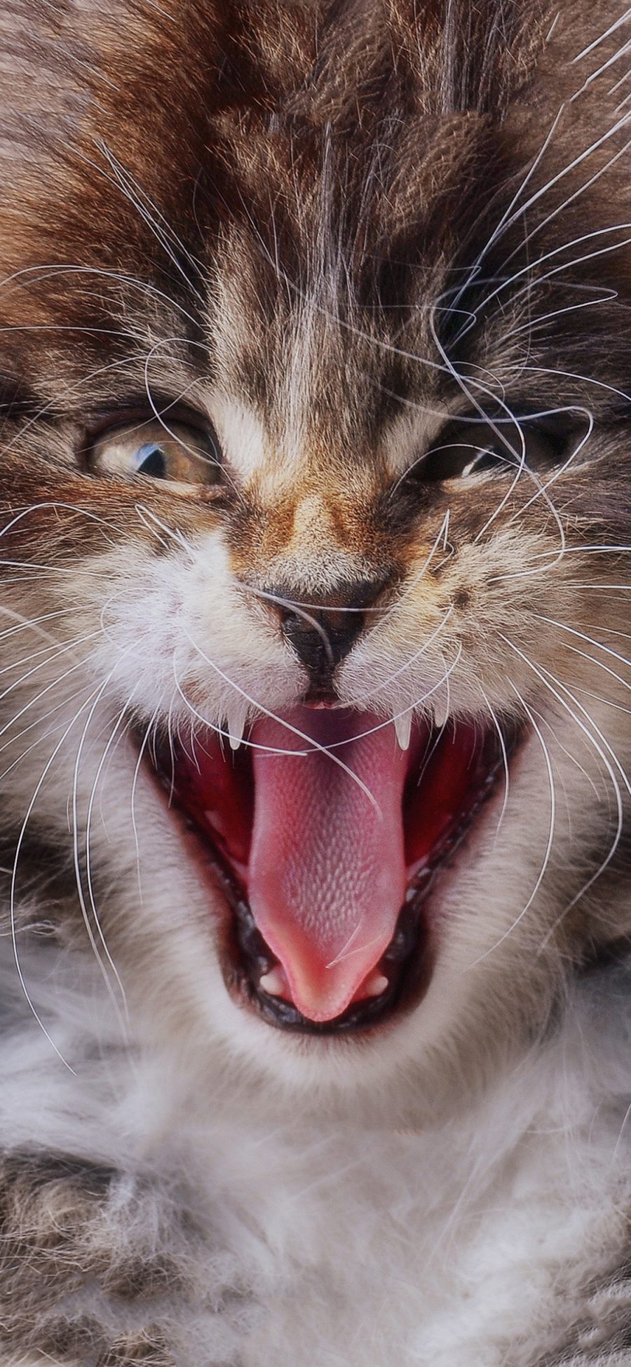 [2436×1125]宠物 猫咪 猫星人 舌头 苹果手机壁纸图片