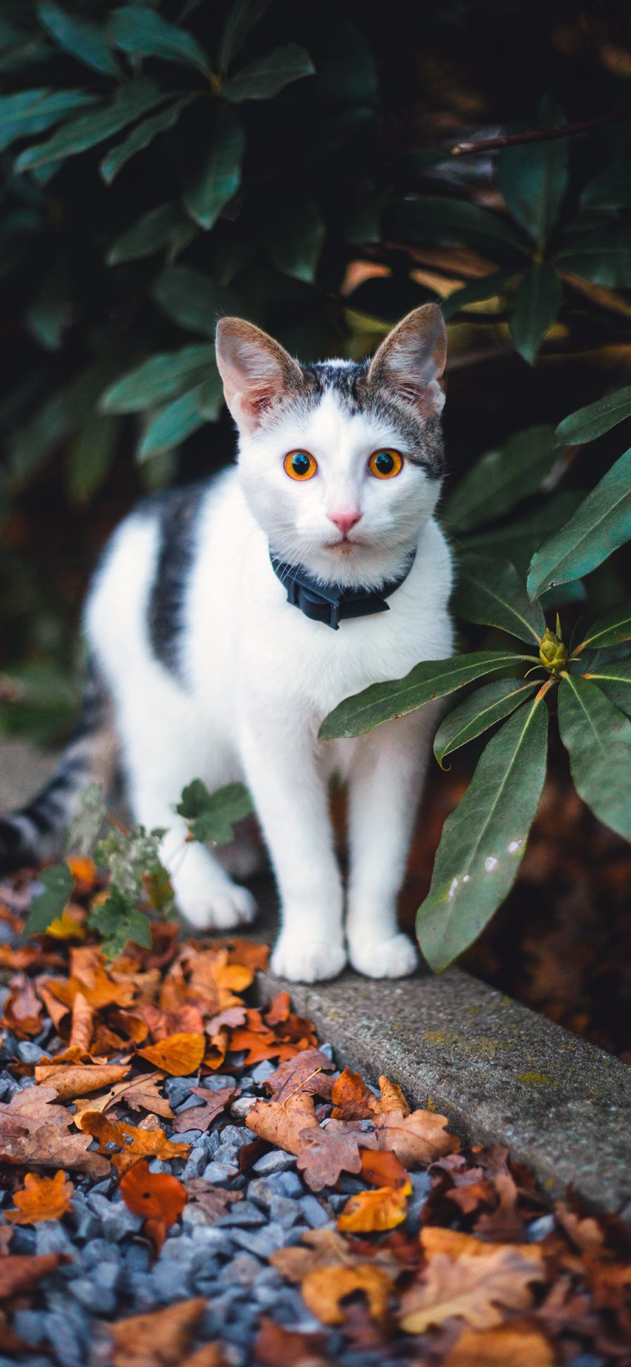 [2436×1125]宠物 猫咪 白猫 可爱 苹果手机壁纸图片