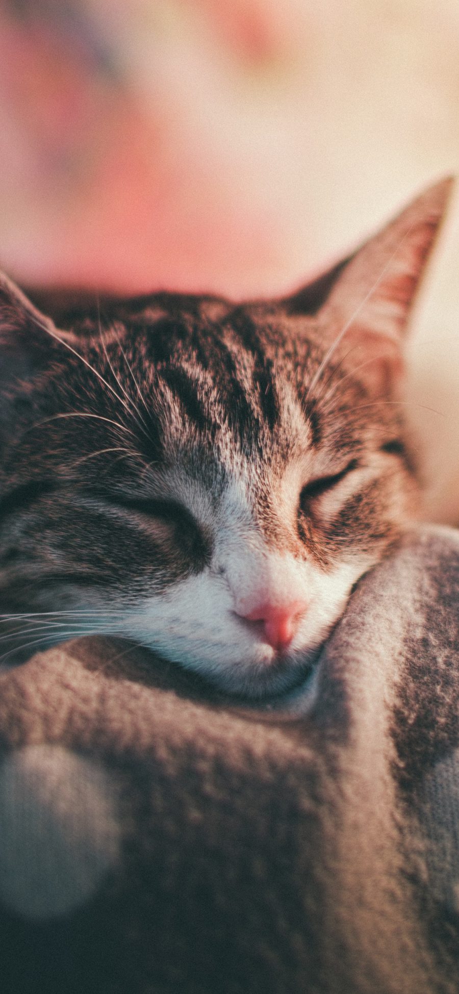 [2436×1125]宠物 猫咪 眯眼 睡眠 苹果手机壁纸图片