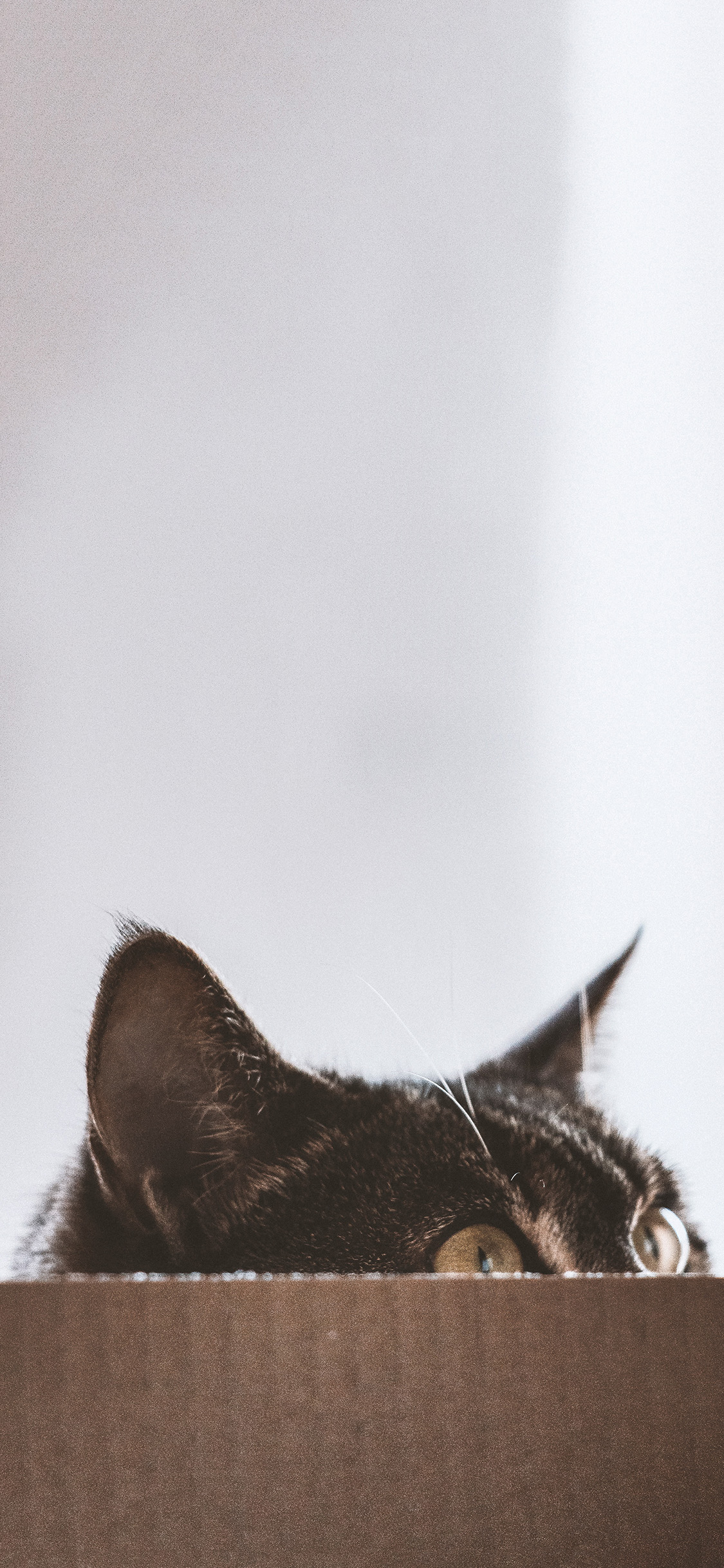 [2436×1125]宠物 猫咪 纸箱 眼睛 苹果手机壁纸图片