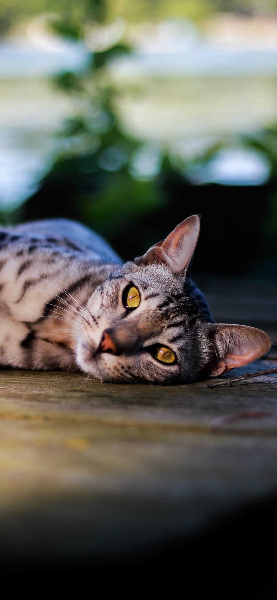 [2436×1125]宠物 猫咪 花纹 躺着 喵星人 苹果手机壁纸图片