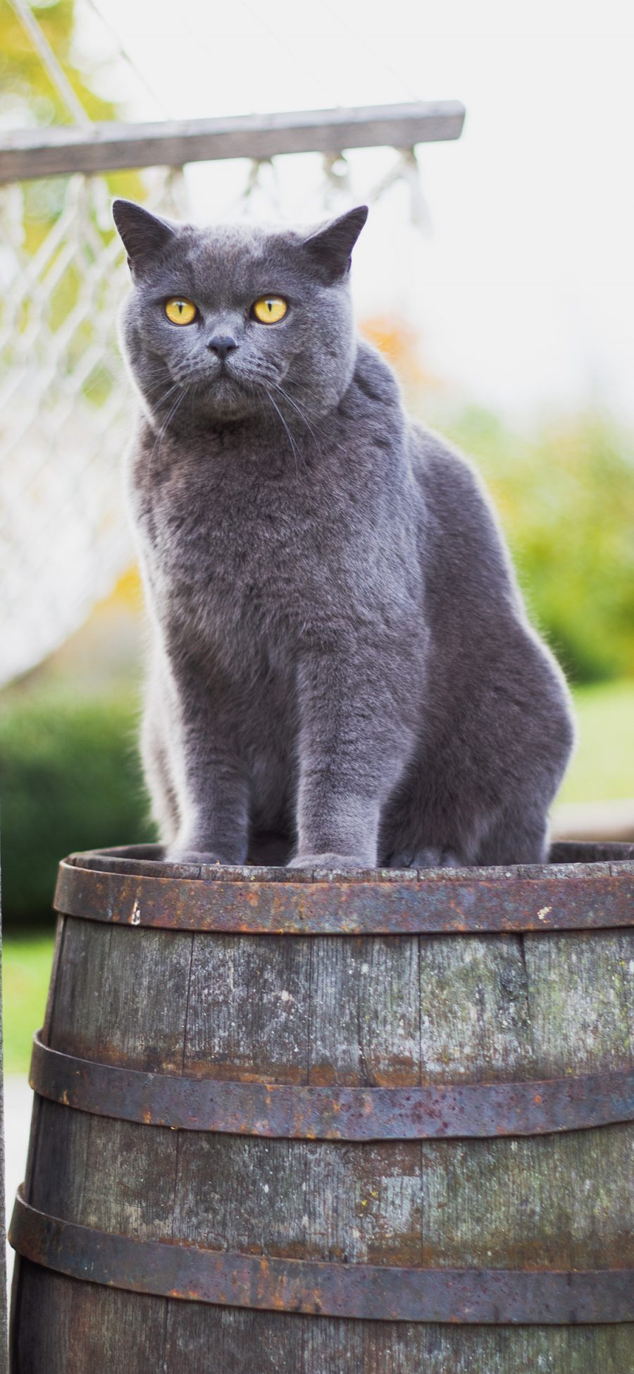 [2436×1125]宠物 猫咪 蓝猫 喵星人 苹果手机壁纸图片